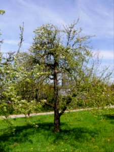 Zuccalmaglios Renette Freilichtmuseum Roscheider Hof, Ganzer Baum H9