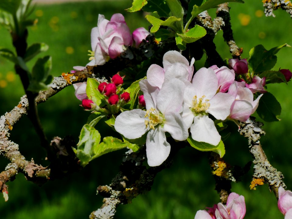 Zuccalmaglios Renette Freilichtmuseum Roscheider Hof, Blüte H17