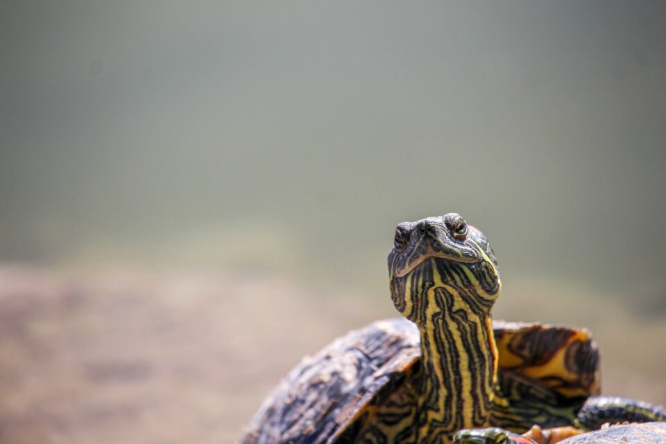 Nature wildlife tortoise