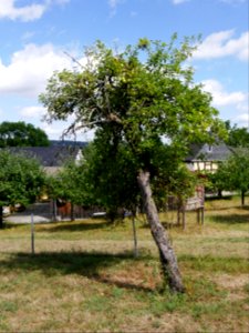 Zuccalmaglios Renette Freilichtmuseum Roscheider Hof, Ganzer Baum H11