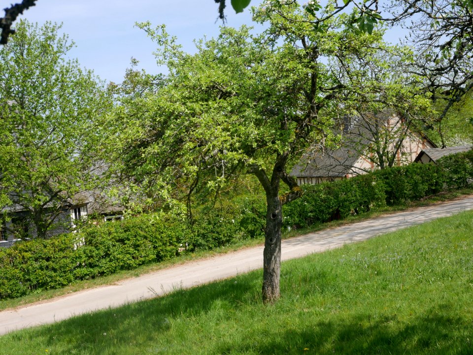 Zuccalmaglios Renette Freilichtmuseum Roscheider Hof, Ganzer Baum H8