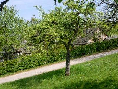 Zuccalmaglios Renette Freilichtmuseum Roscheider Hof, Ganzer Baum H8