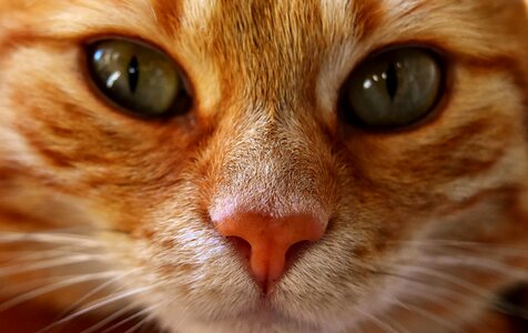 Portrait funny red