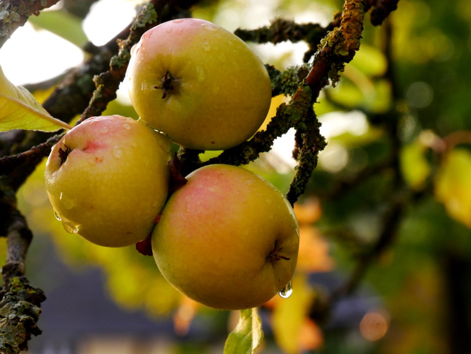 Zuccalmaglios Renette Freilichtmuseum Roscheider Hof, Frucht H1