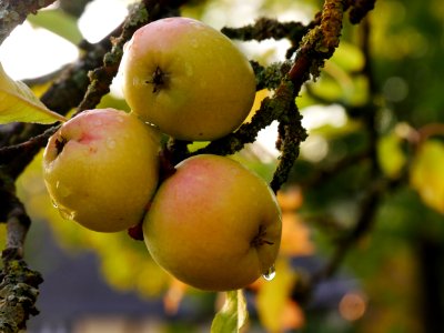 Zuccalmaglios Renette Freilichtmuseum Roscheider Hof, Frucht H1