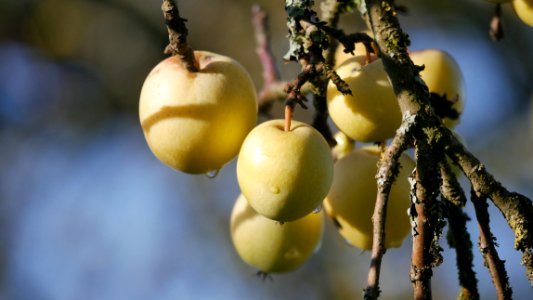 Zuccalmaglios Renette Freilichtmuseum Roscheider Hof, Frucht H5