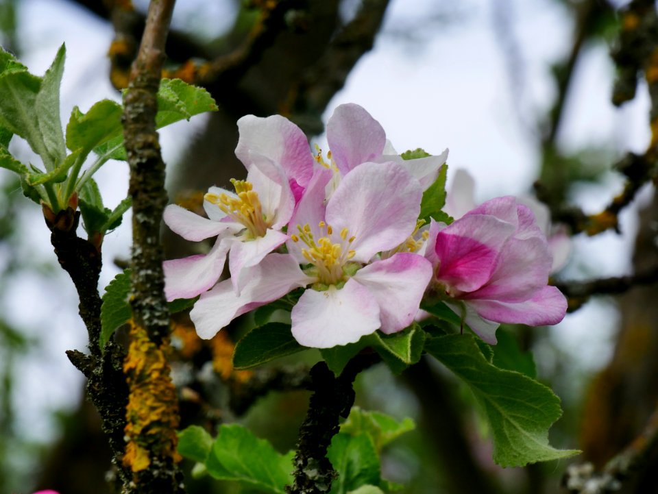 Zuccalmaglios Renette Freilichtmuseum Roscheider Hof, Blüte H14