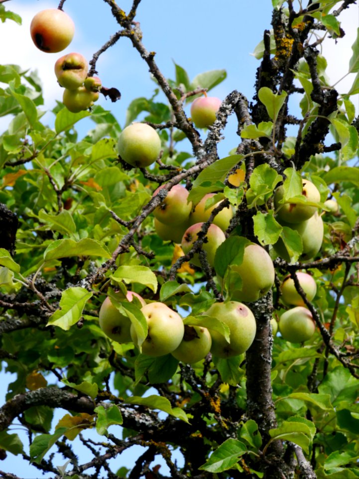 Zuccalmaglios Renette Freilichtmuseum Roscheider Hof, Frucht H6