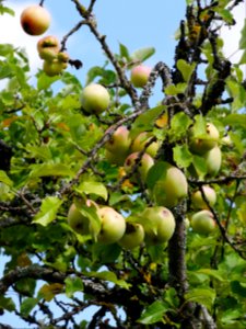 Zuccalmaglios Renette Freilichtmuseum Roscheider Hof, Frucht H6