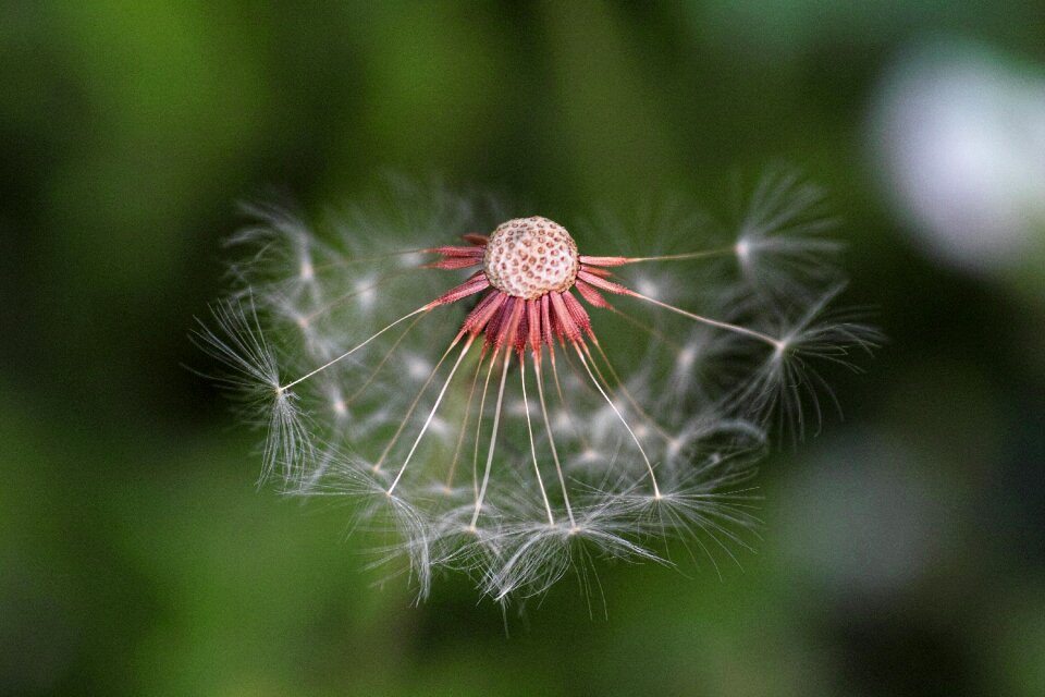 Flower background close-up