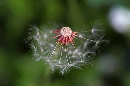 Flower background close-up