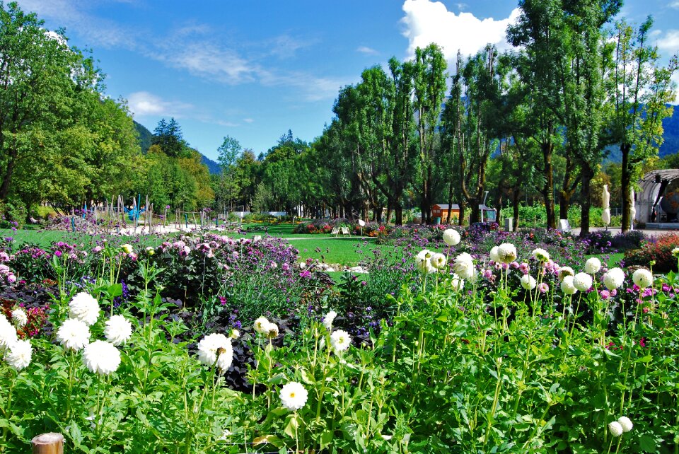 Flowers exhibition nature
