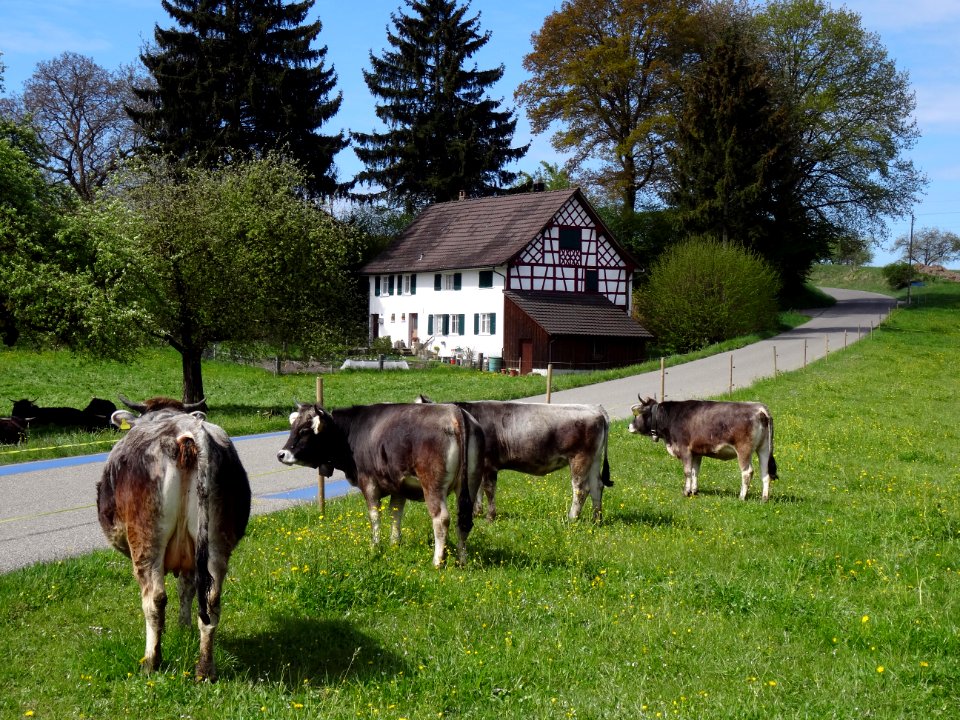 ZubenTobelwiesstrasse