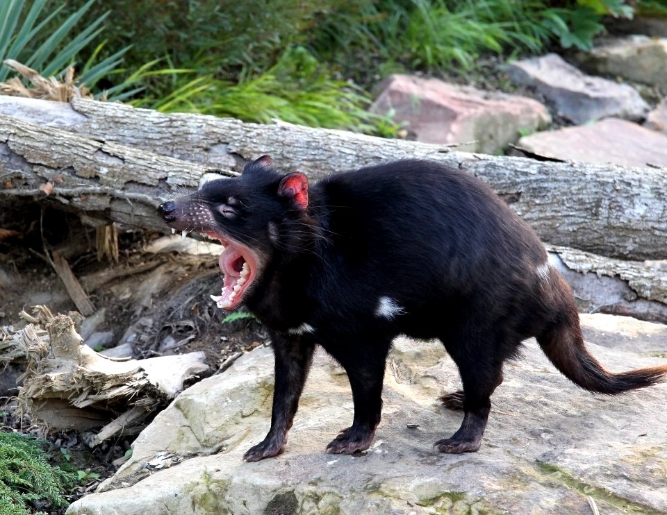 ZooParc de Beauval Sarcophilus harrisii 11082019 07 1205