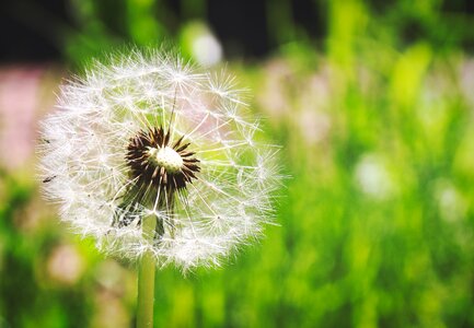 Nature plant seeds