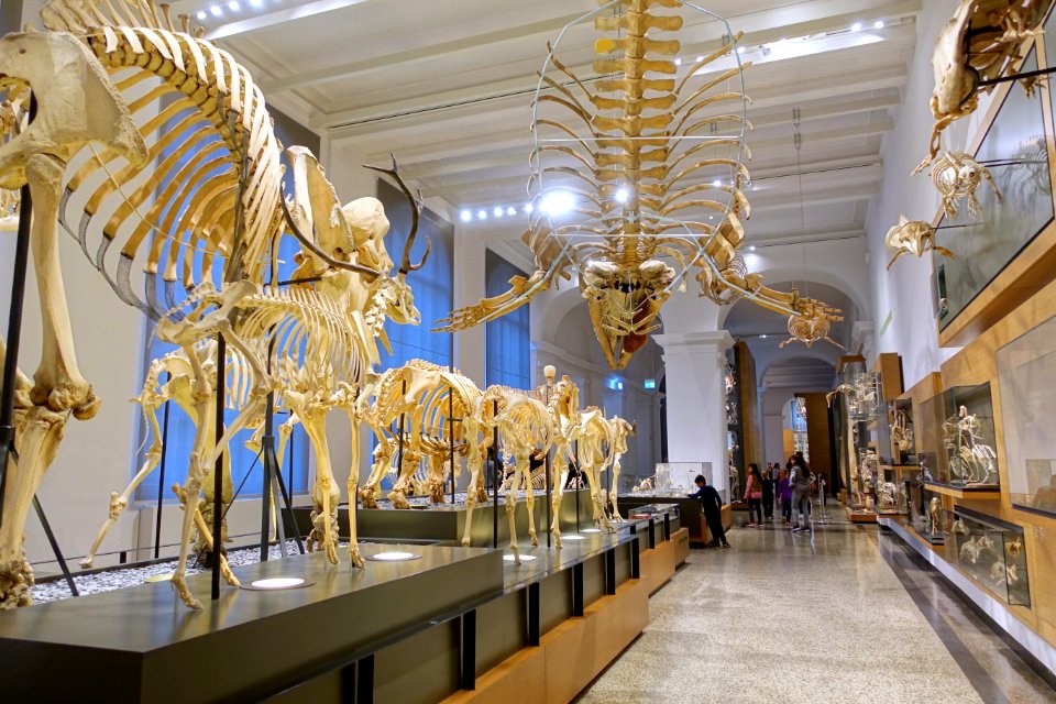 Zoology section - Hessisches Landesmuseum Darmstadt - Darmstadt, Germany - DSC00064