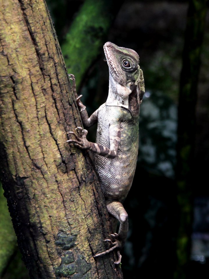 ZooParc de Beauval Dragon géant des forêts Gonocephalus grandis 07082019 3