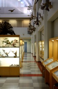 Zoological Museum Oulu 20110713 02