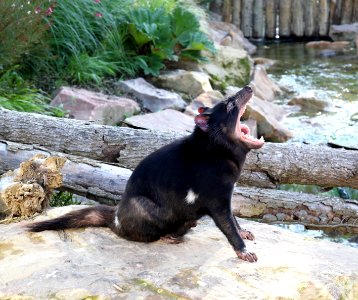 ZooParc de Beauval Sarcophilus harrisii 11082019 06 1195 photo