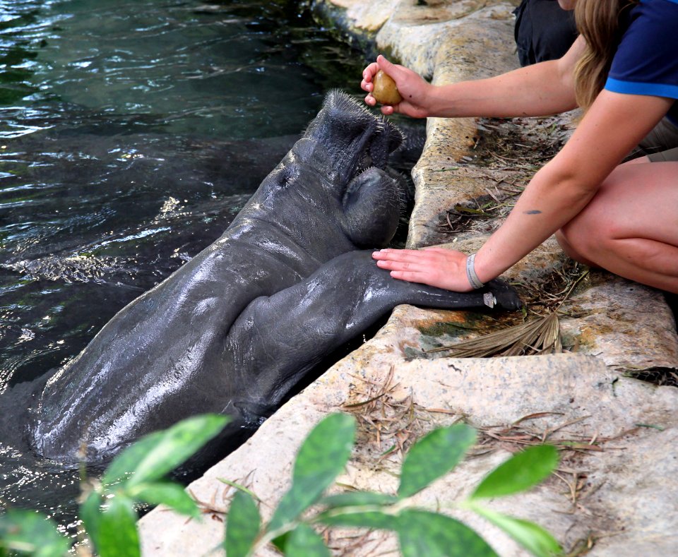 ZooParc de Beauval Lamantin Trichechus manatus 07082019 1 8513