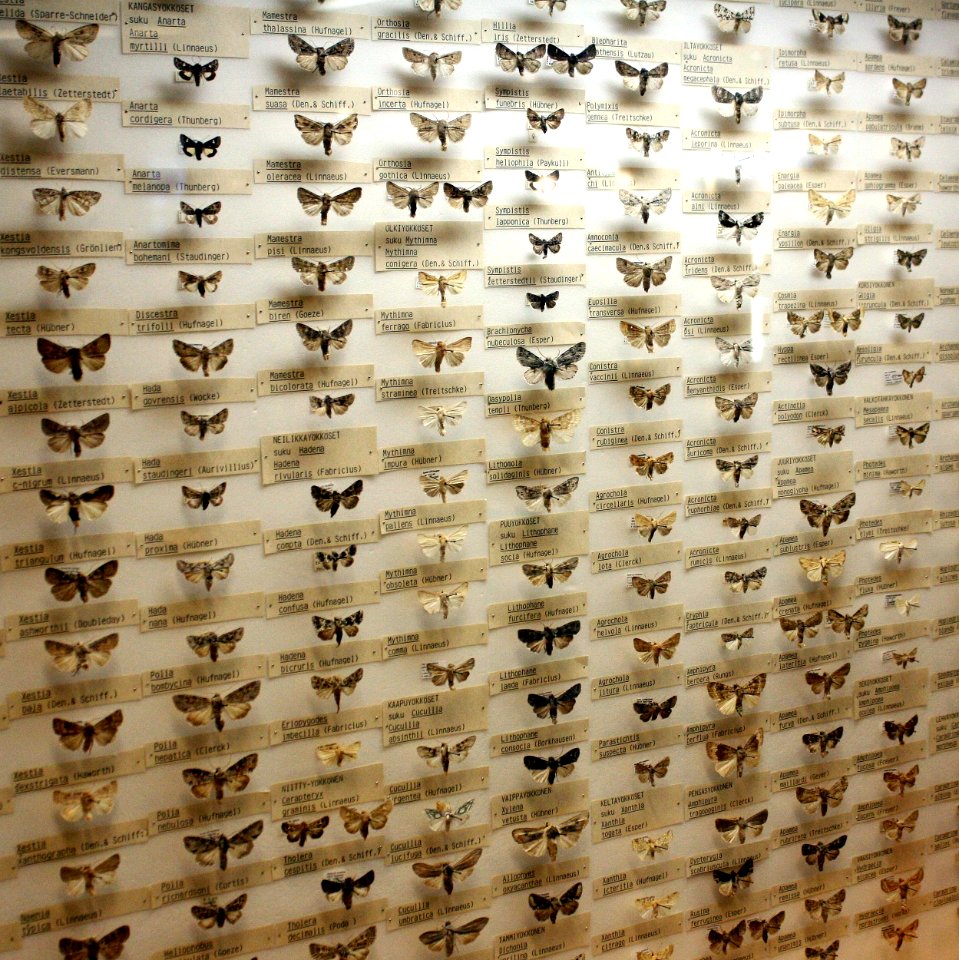 Zoological Museum Oulu 20110713c