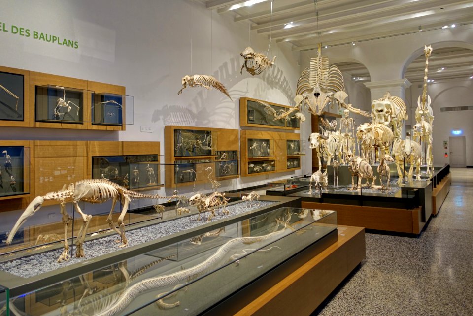 Zoology section - Hessisches Landesmuseum Darmstadt - Darmstadt, Germany - DSC00036