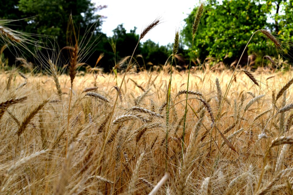 Food agriculture farm