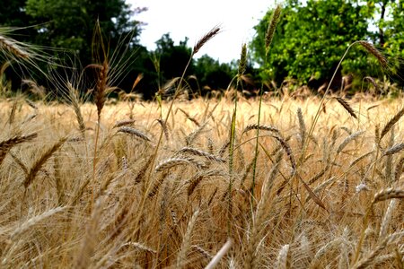 Food agriculture farm photo