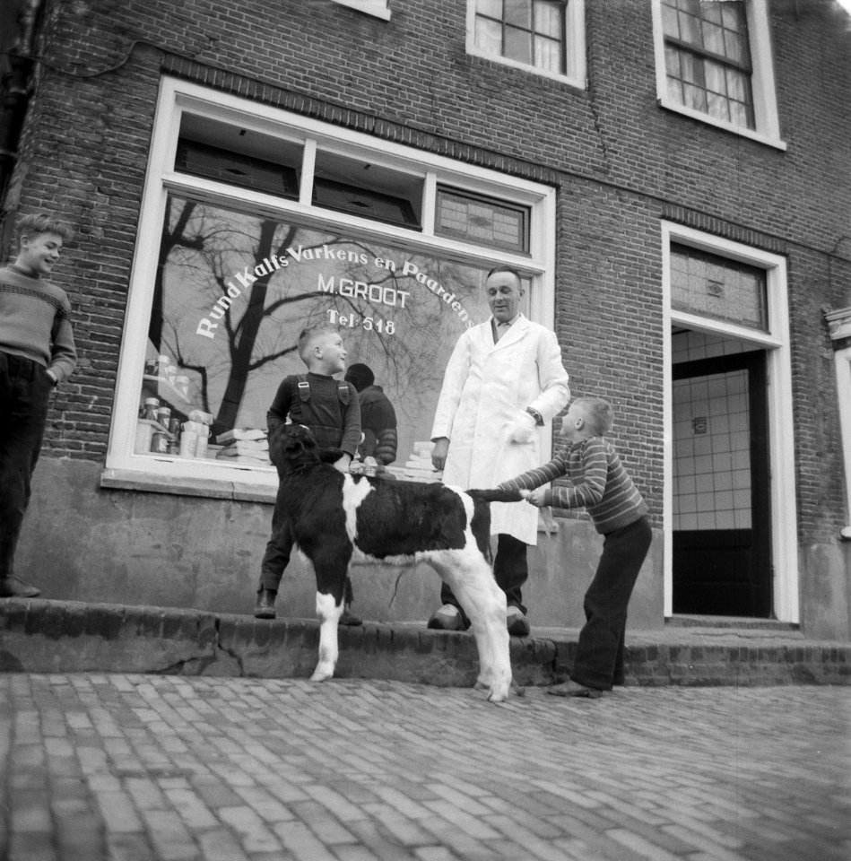 Zoons van slager M Groot uit Medemblik halen het vee o dat hun vader bij boeren, Bestanddeelnr 912-1195