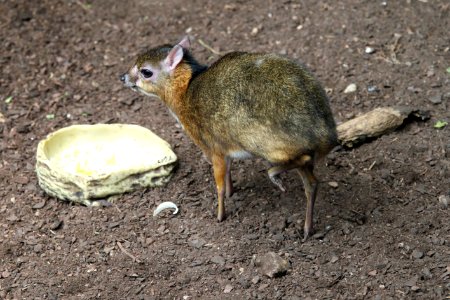 ZooParc de Beauval Cerf-souris Chevrotain malais Tragulus javanicus 08082019 03 9266