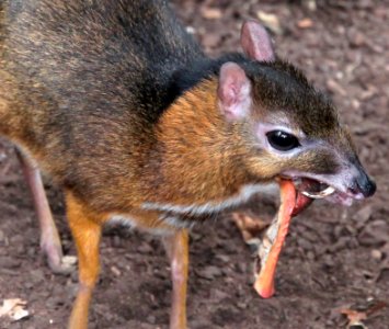 ZooParc de Beauval Cerf-souris Chevrotain malais Tragulus javanicus 08082019 05 9260