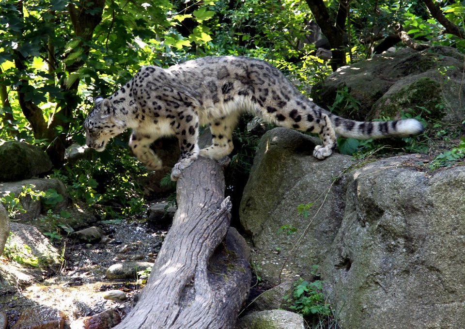Zoo de Mulhouse Panthère des neiges Panthera uncia 12072019 01 1663
