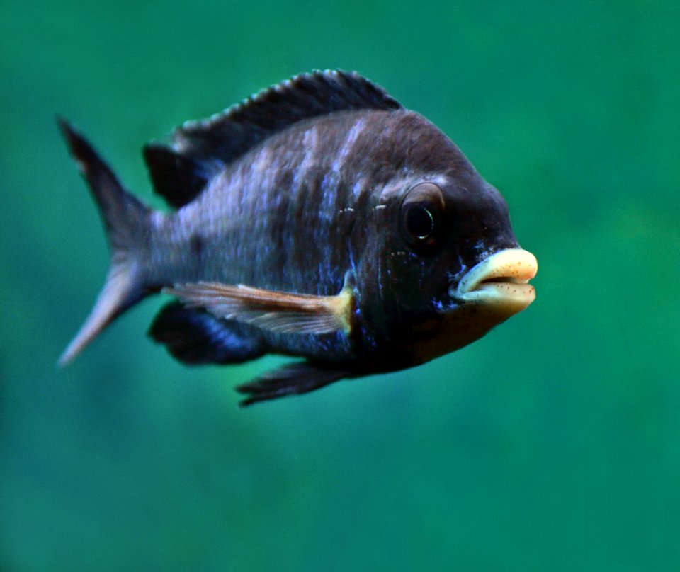 Zoo Köln Placidochromis phenochilus 31122014 2
