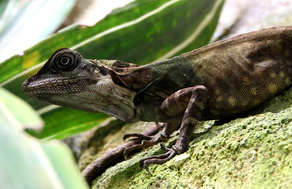 ZooParc de Beauval Dragon géant des forêts Gonocephalus grandis 07082019 5