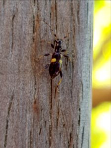 Zorion guttigerum on fence