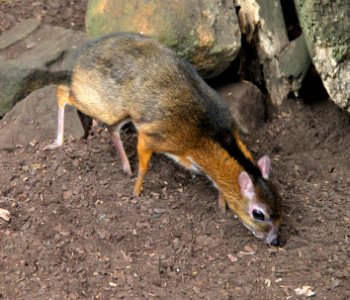 ZooParc de Beauval Cerf-souris Chevrotain malais Tragulus javanicus 08082019 04 9240