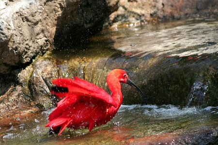 Red exotic nature monte bird park sa photo