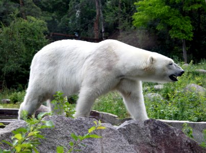 Zoo de Mulhouse Ours blanc Ursus maritimus 12072019 02 1604