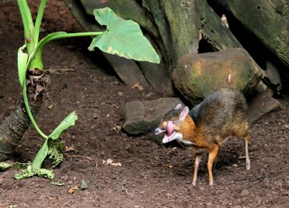ZooParc de Beauval Cerf-souris Chevrotain malais Tragulus javanicus 08082019 01 9230