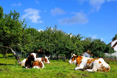 Meadow forest tree photo