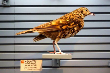 Zoothera dauma - National Museum of Nature and Science, Tokyo - DSC07276 photo