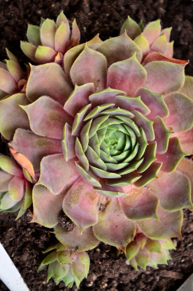 Plant rosette succulent plant