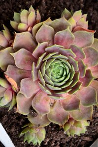 Plant rosette succulent plant