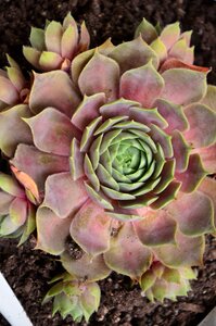 Plant rosette succulent plant photo