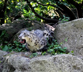 Zoo de Mulhouse Panthère des neiges Panthera uncia 12072019 03 1657