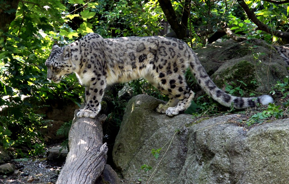 Zoo de Mulhouse Panthère des neiges Panthera uncia 12072019 02 1662