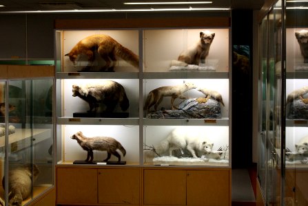 Zoological Museum Oulu 20110713
