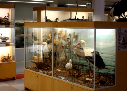 Zoological Museum Oulu 20110713b