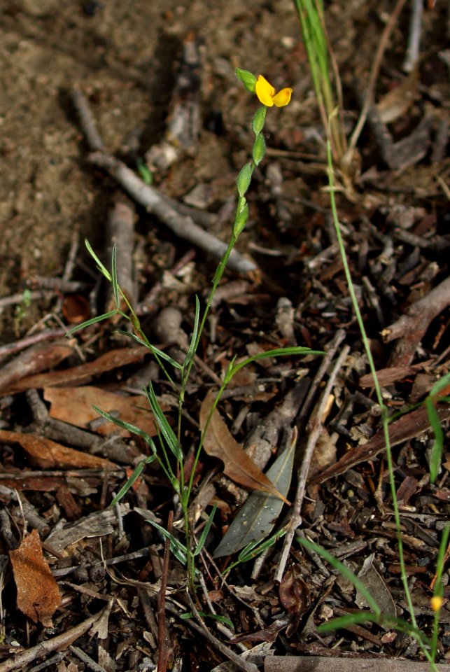 Zornia floribunda