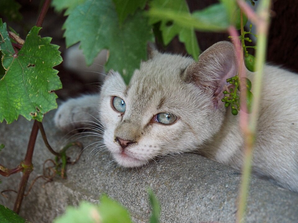 Pet look eyes photo